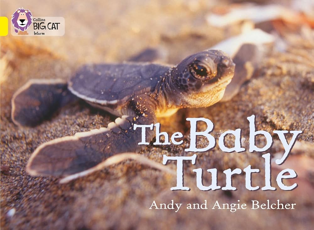THE BABY TURTLE