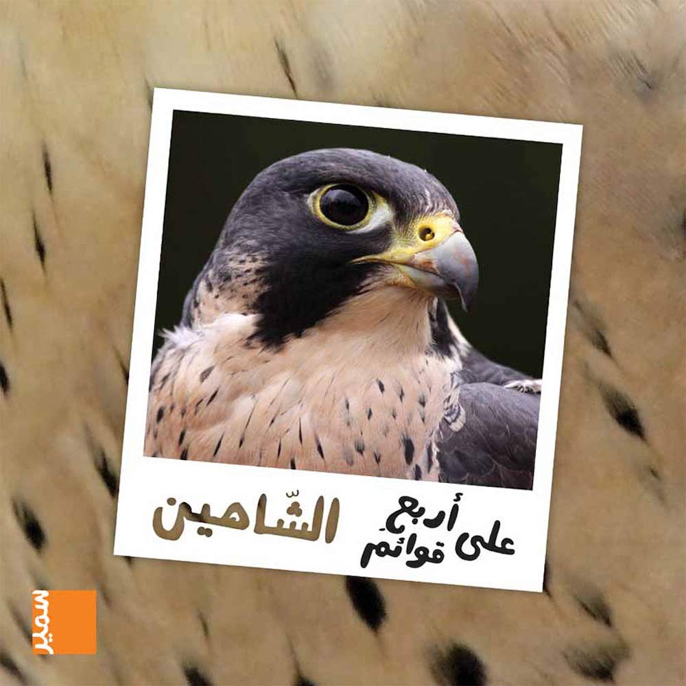 على أربع قوائم الشاهين