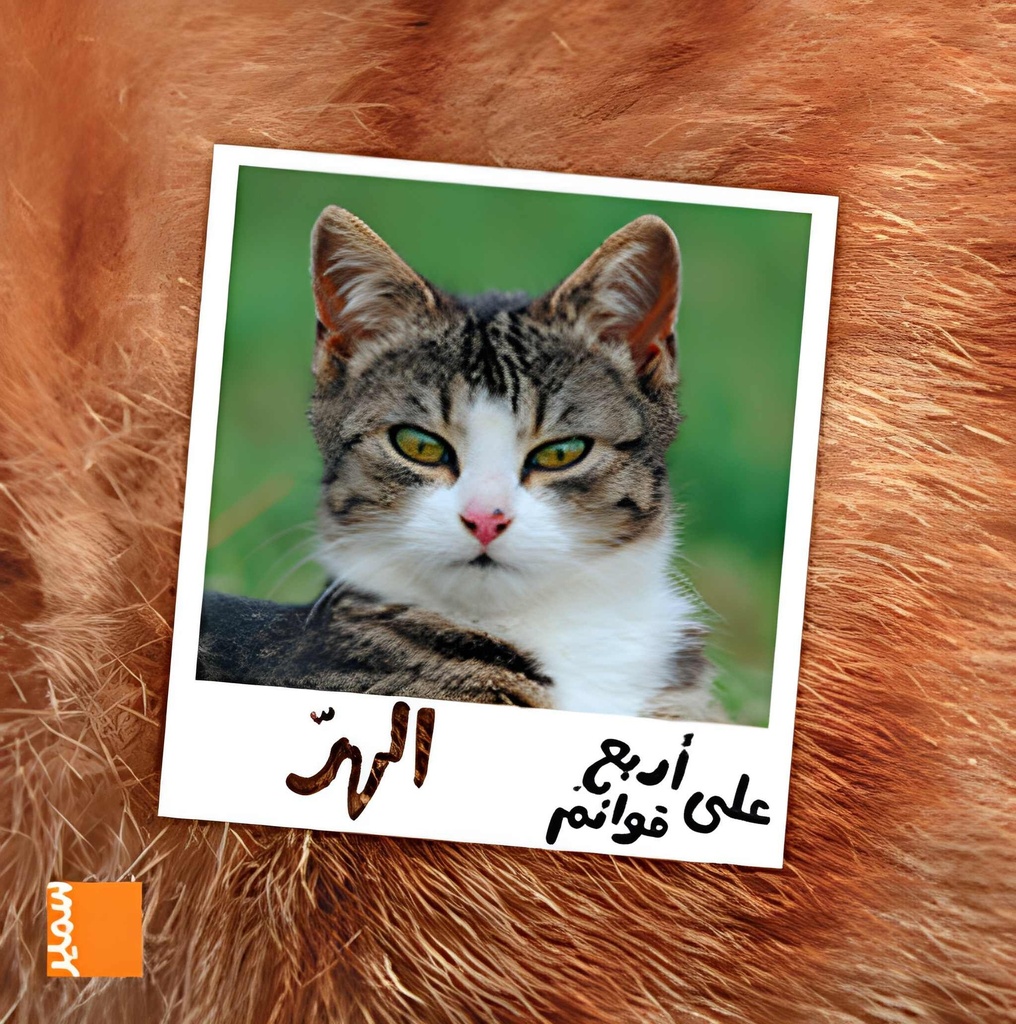 على أربع قوائم الهر